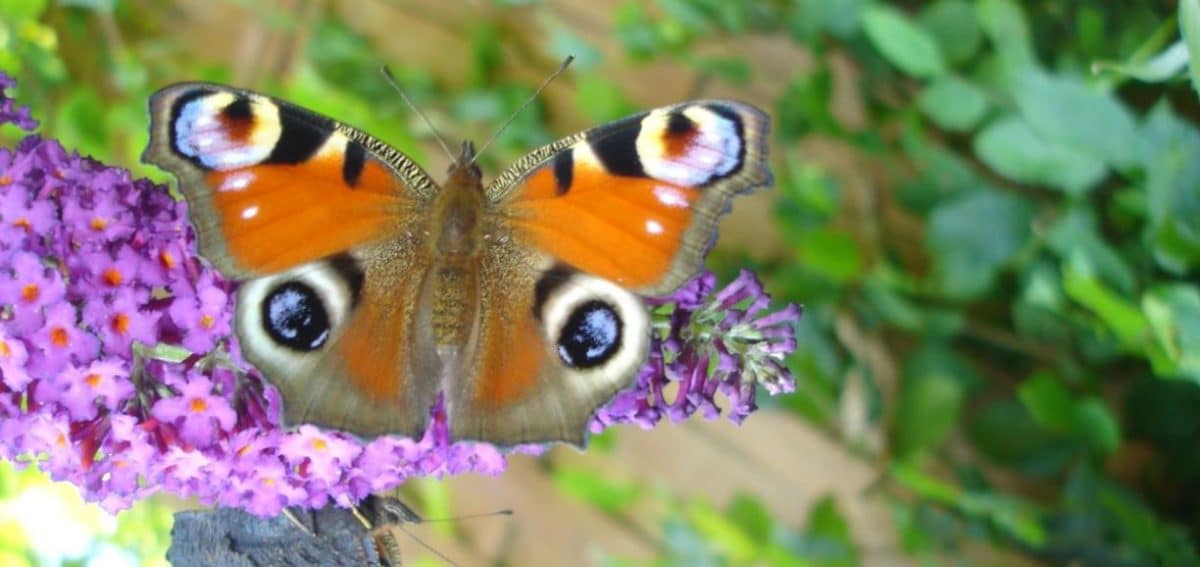 Schmetterling auf einer Blüte